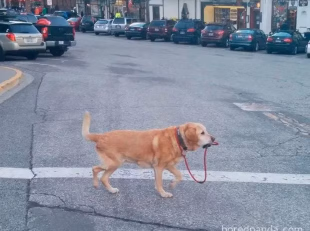 Chú chó này phải tự đi sang đường khi chủ đang bị cách ly tại nhà. Mời độc giả xem thêm video: Công sở Trung Quốc vắng vẻ giữa bão dịch nCoV (Nguồn video: VTC1)