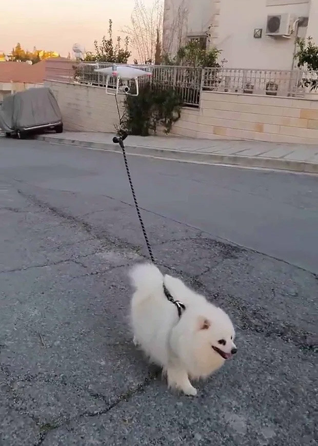 Phải cách ly trong nhà vì Covid-19, một người đàn ông dùng thiết bị không người lái để dẫn chó đi dạo.