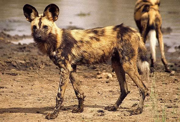 Chó hoang châu Phi sống theo đàn và thường bị cai trị bởi một cặp đầu đàn có trách nhiệm sinh sản. Ảnh wordpress.