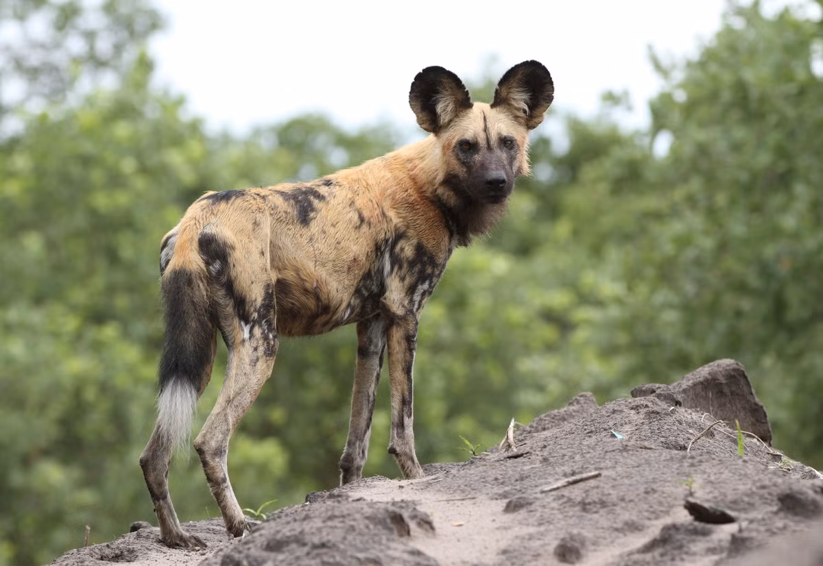 Chó hoang châu Phi sống tập trung miền đông và miền nam châu Phi. Ảnh danitadelimontprints.