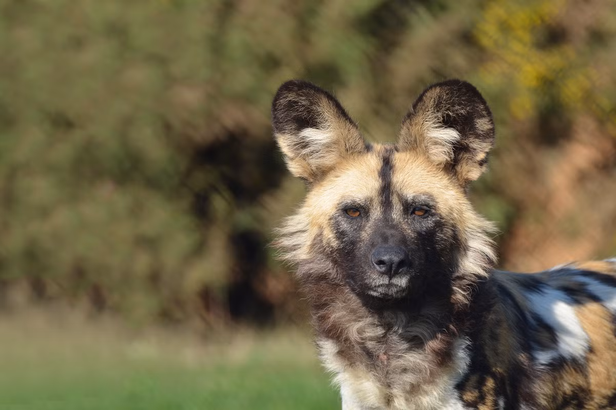 Chó hoang châu Phi sở hữu cú cắn mạnh nhất trong các loài động vật có vú (thuộc bộ ăn thịt). Ảnh staticflickr.