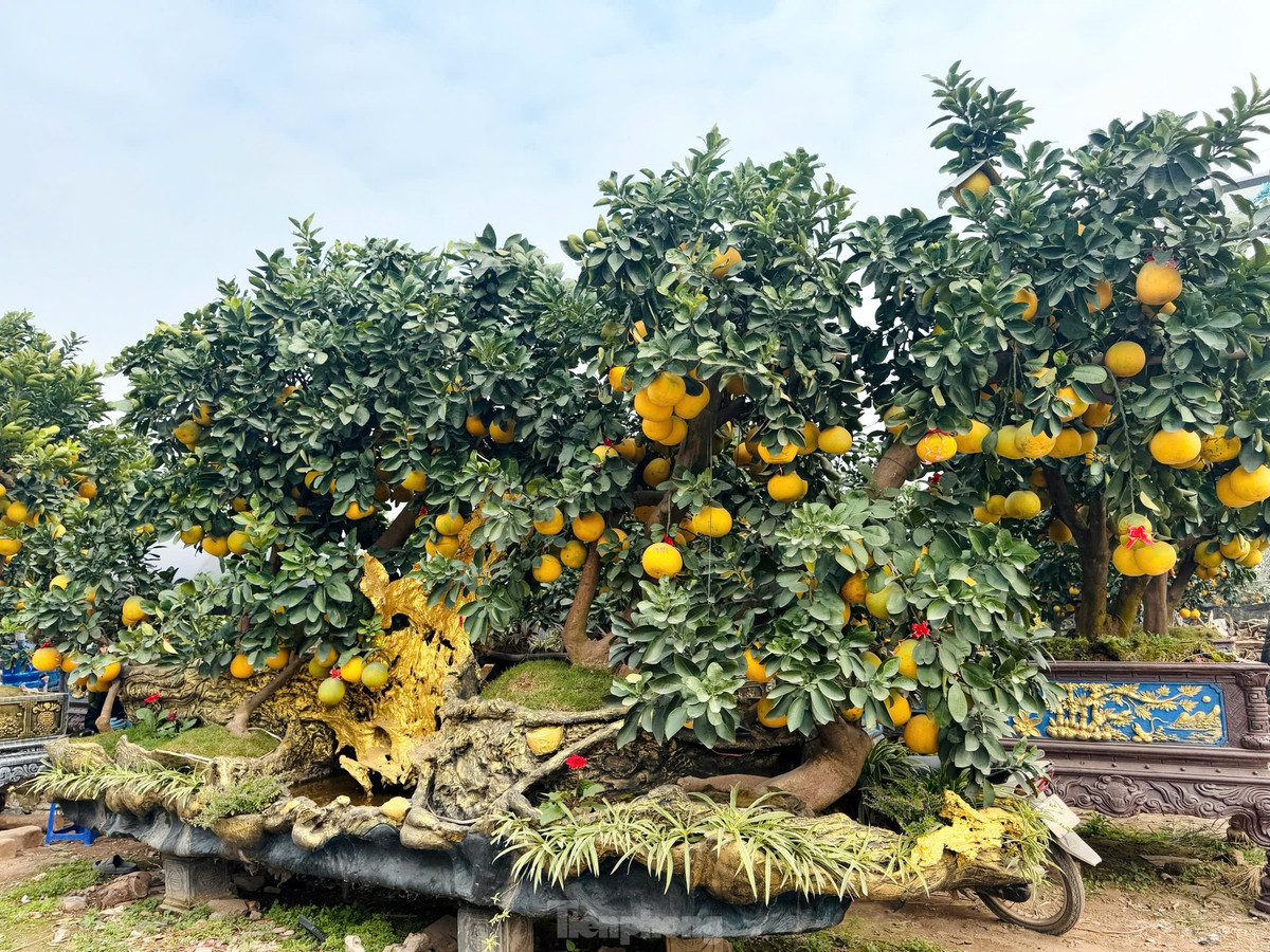 Anh Lý Văn Đôi (Văn Giang, Hưng Yên) đã đúc chậu bưởi bằng xi măng, sau đó tạo hình trông giống chiếc phi thuyền. Sản phẩm được chủ nhà vườn rao bán với giá từ 160- 200 triệu đồng