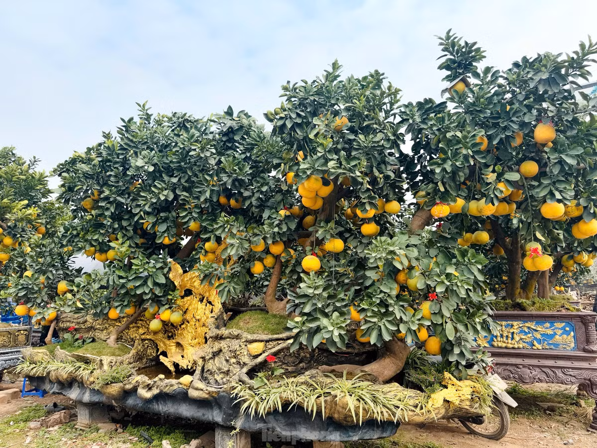 Anh Lý Văn Đôi (Văn Giang, Hưng Yên) đã đúc chậu bưởi bằng xi măng, sau đó tạo hình trông giống chiếc phi thuyền. Sản phẩm được chủ nhà vườn rao bán với giá từ 160- 200 triệu đồng