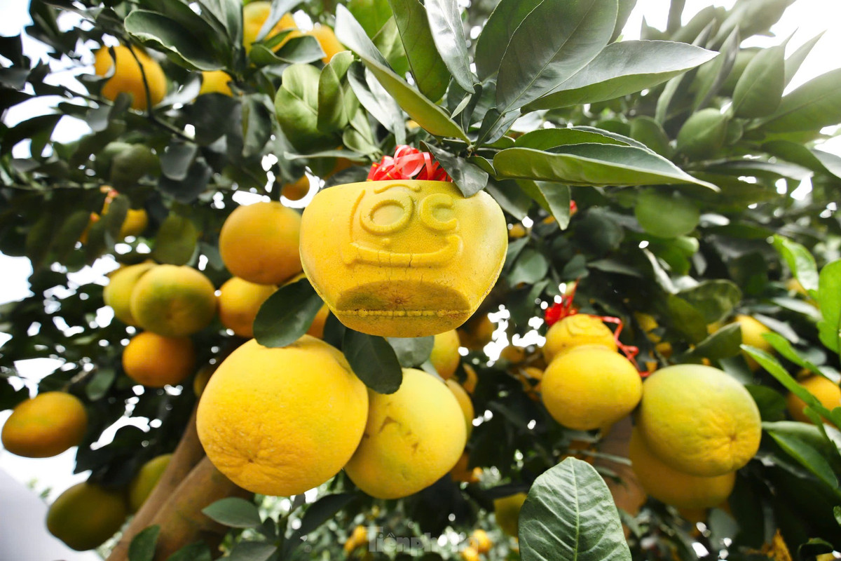 Các chủ vườn cho biết, giá các loại cây đặc biệt năm nay sẽ thấp hơn năm trước nên đã có nhiều gia đình, cơ quan đặt trước.