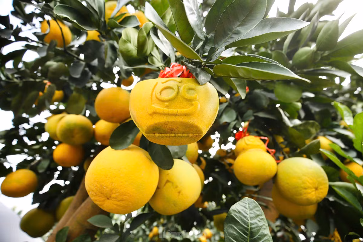 Các chủ vườn cho biết, giá các loại cây đặc biệt năm nay sẽ thấp hơn năm trước nên đã có nhiều gia đình, cơ quan đặt trước.