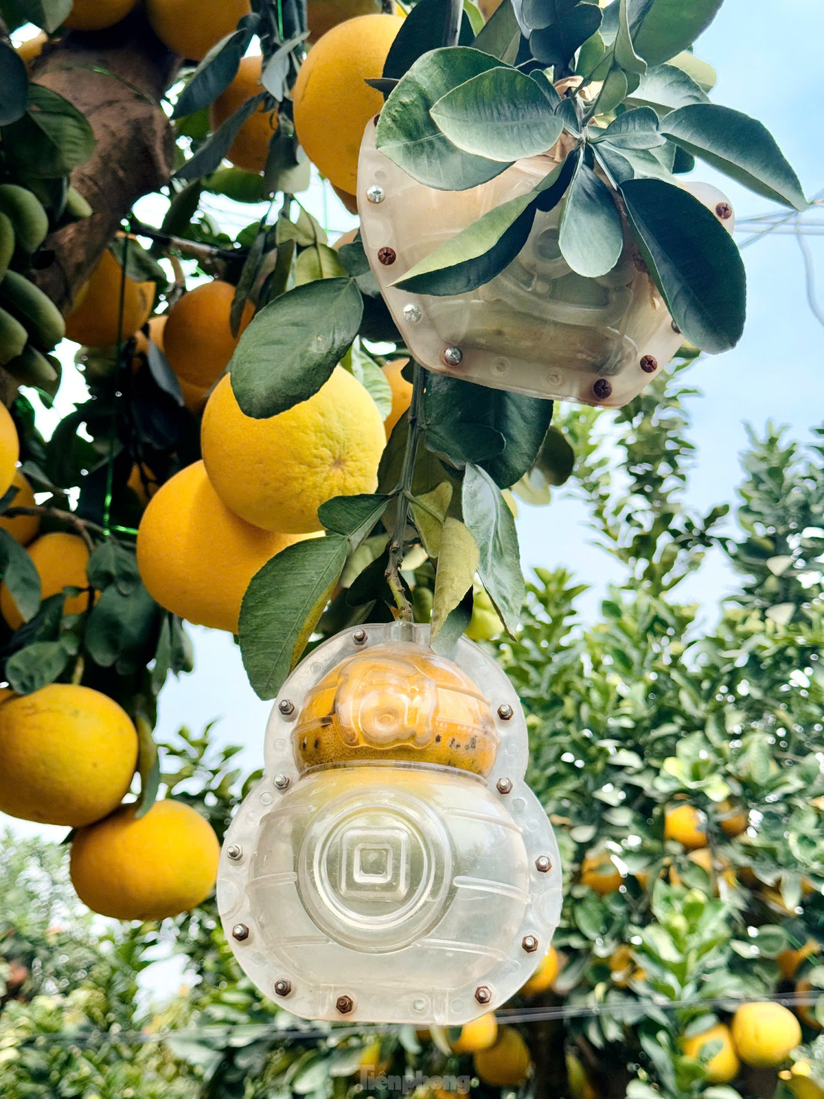 Các cây bưởi này đều có tuổi thọ trên 20 năm, khi trồng lên chậu vẫn sinh trưởng tốt và ra quả hàng năm.