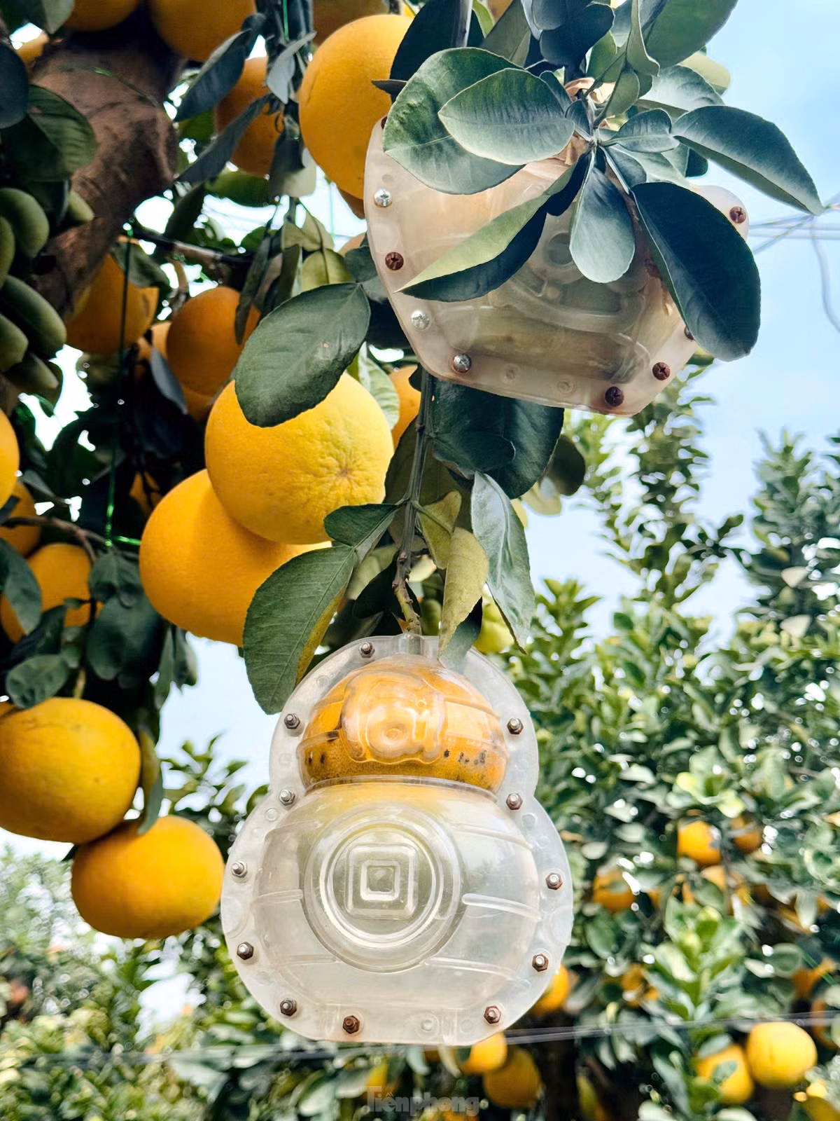 Các cây bưởi này đều có tuổi thọ trên 20 năm, khi trồng lên chậu vẫn sinh trưởng tốt và ra quả hàng năm.