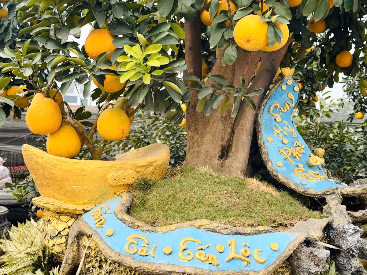 Để tạo ra những sản phẩm độc lạ này, nhiều năm qua, những người làm vườn vùng đất Văn Giang đã kỳ công tạo dáng, đổ mồ hôi, công sức sưu tầm, sáng tạo cho ra những cây bưởi cảnh để có sức hấp dẫn đặc biệt với người chơi dịp Tết.