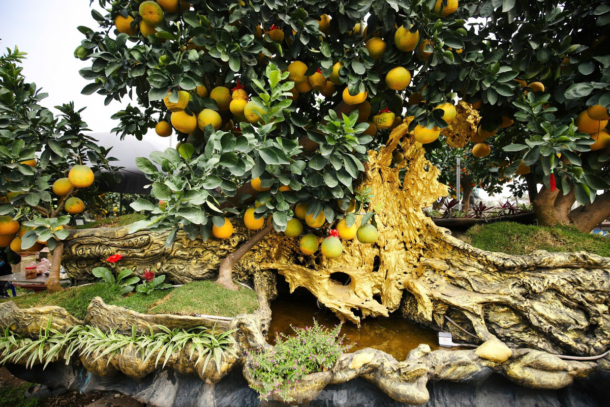 Một số nhà vườn tại xã Liên Nghĩa (huyện Văn Giang, Hưng Yên) đã tạo dáng những chiếc chậu bưởi khổng lồ, nhiều hình thù để chuẩn bị chào bán dịp Tết Nguyên đán Ất Tỵ.