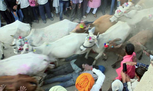 Khi đến Ấn Độ, mọi người sẽ ngạc nhiên khi nhìn thấy những con bò tự do đi lại trên đường phố bởi chúng được coi là loài động vật linh thiêng, được tôn thờ như những vị thần, nhất là với cộng đồng những người theo đạo Hindu, bởi bò mộng Nandi vốn là con vật cưỡi của thần Shiva – đấng Hủy diệt, một trong ba vị thần tối cao nhất Ấn Độ giáo. Chính vì vậy, người Ấn Độ kiêng ăn thịt bò.