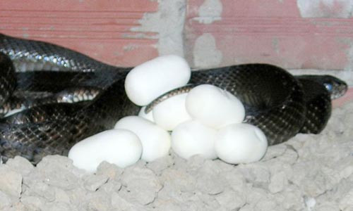 Anh La Minh Vũ (thị xã Ngã Bảy, tỉnh Hậu Giang), một hộ làm giàu từ rắn hổ hèo, cũng đang chuẩn bị cho mùa rắn đẻ. Cách nuôi rắn đẻ của anh là cho chúng vào các hộc được xây bằng gạch ống, có cửa khóa lại.