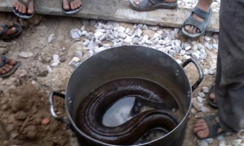 Con cá chình “khủng” anh Thiện bắt được.