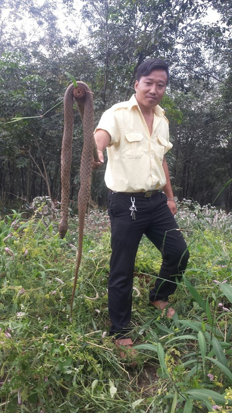 Người dân đang lùng bắt rắn.