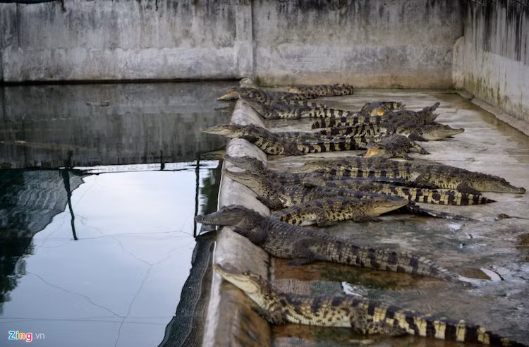 Hinh anh khung khiep trong trai nuoi hang nghin con ca sau o Sai Gon