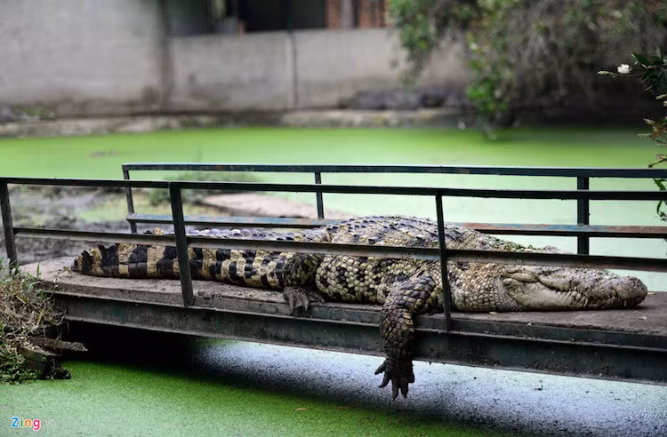 Trước đây quy mô trại nuôi lên tới gần 20.000 con, nhưng hiện tại phải giảm đàn mạnh, chỉ khoảng 3.500 - 4.500 con .