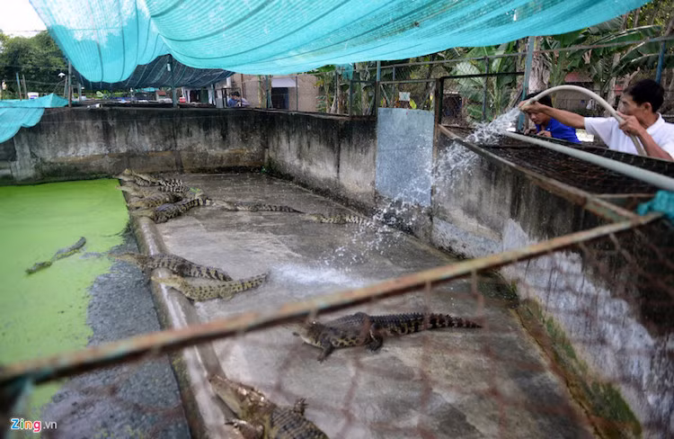 Tại trang trại cá sấu với khuôn viên rộng 8.000 m2 ở phường Thạnh Lộc, quận 12, TP.HCM, nhờ mô hình đa dạng nên hàng nghìn con cá sấu giống, cá thương phẩm vẫn đang cầm cự khá ổn định.