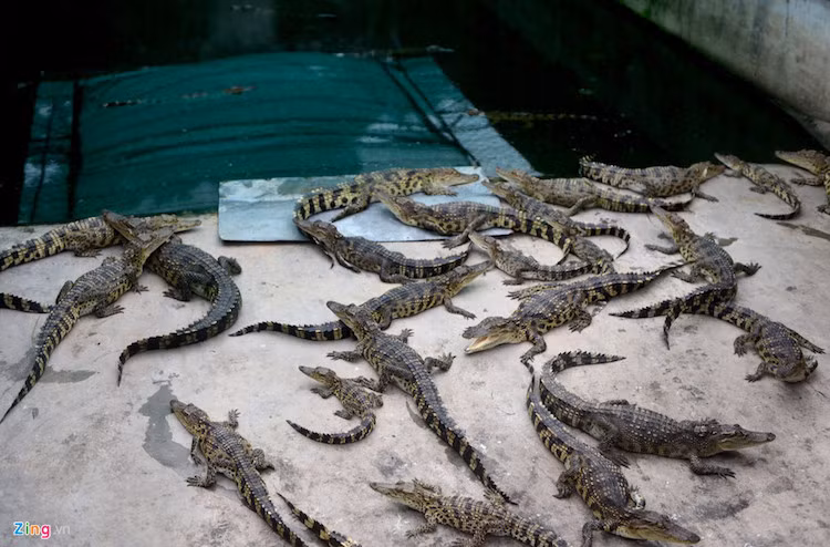 Trại này đang nuôi hàng nghìn con cá sấu con ở 5 chuồng với kích cỡ khác nhau. Cá sấu con khoảng 1,5 tháng tuổi được cung ứng cho các trang trại và hộ dân nuôi nhỏ lẻ.