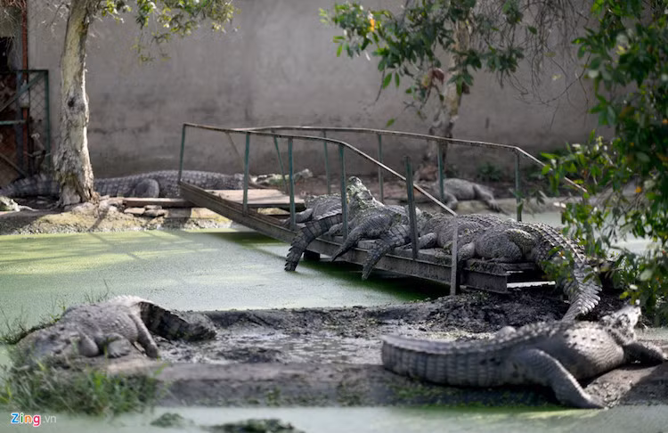 Ngoài lượng cá con tồn lớn, trại này còn có khoảng 1.000 con cá sấu bố mẹ và 300 con hậu bị phục vụ cho việc nhân giống.