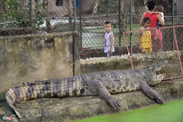 Trang trại này còn mở cửa cho khách tham quan các khu vực, trong đó khu nuôi cá bố mẹ được xây dựng như một đầm lầy với những chú cá có trọng lượng tới 250 kg, chiều dài hơn 4 m.