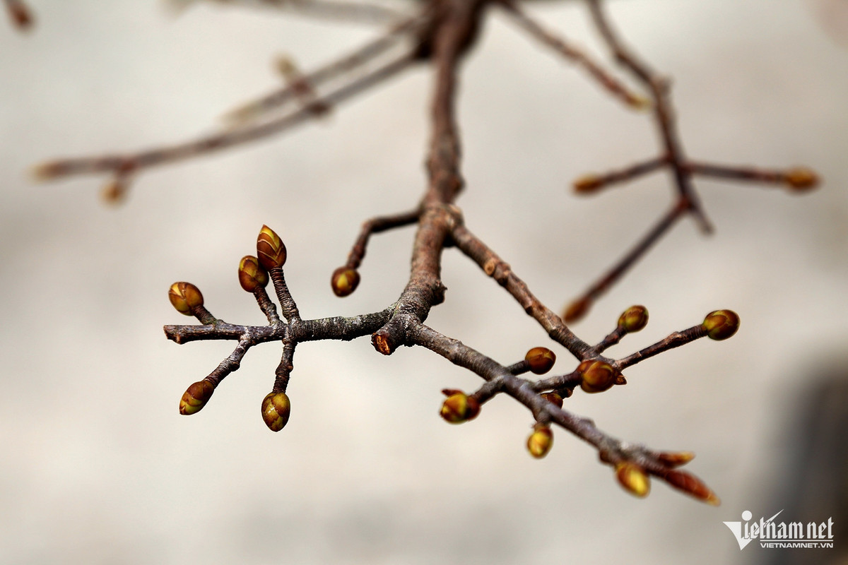 Bán hoa mai vàng Yên Tử, người nông dân có tiền xây nhà đẹp - Hình 2 Ban hoa mai vang Yen Tu, nguoi nong dan co tien xay nha dep-Hinh-2