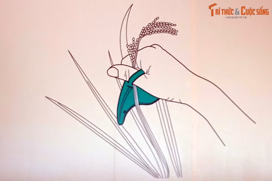 Sau 2.000 năm, một số công cụ vẫn còn tính hữu dụng khi dùng trong sản xuất nông nghiệp thời hiện đại. Ảnh: Bản vẽ mô phỏng cách sử dụng nhíp, chụp tại Bảo tàng.