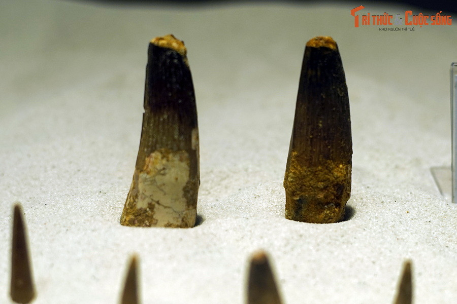 Hóa thạch răng khủng long Spinosaurus aegyptiacus, kỷ Cretaceous sớm, 145-100 triệu năm trước, tìm thấy tại Errachidia, Morocco.