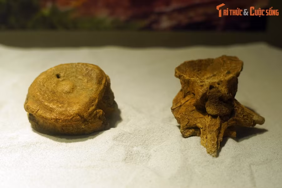 Hóa thạch xương khủng long Mandschurosaurus laosensis, kỷ Cretaceous sớm, 145-100 triệu năm trước, tìm thấy tại Savanakhet, Lào.