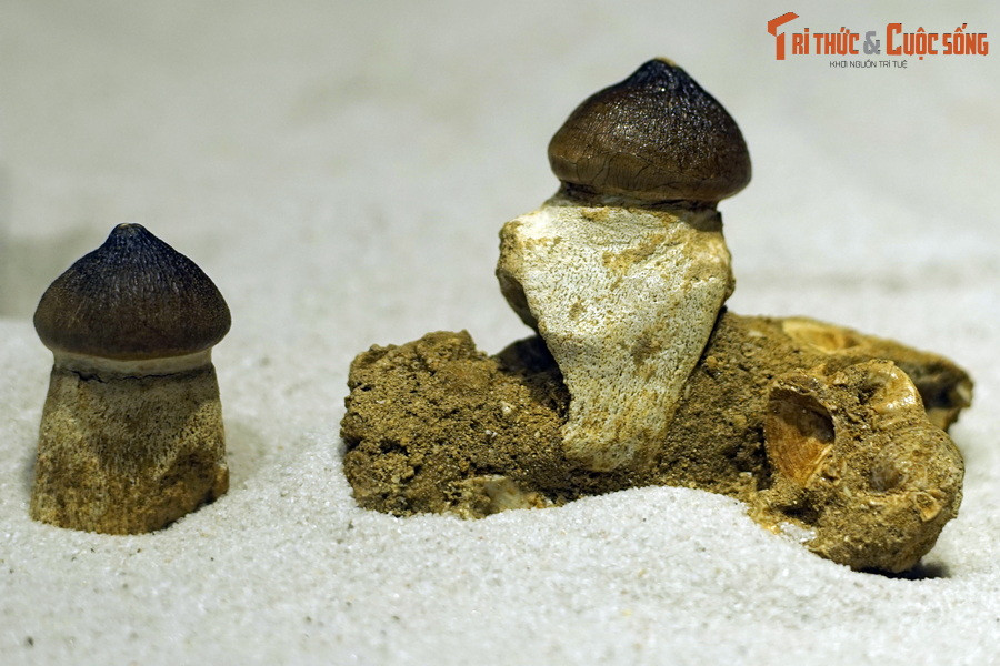 Hóa thạch răng thương long Globidens phosphaticus, kỷ Cretaceous muộn, 100-66 triệu năm trước, tìm thấy tại Oued Zem, Morocco.