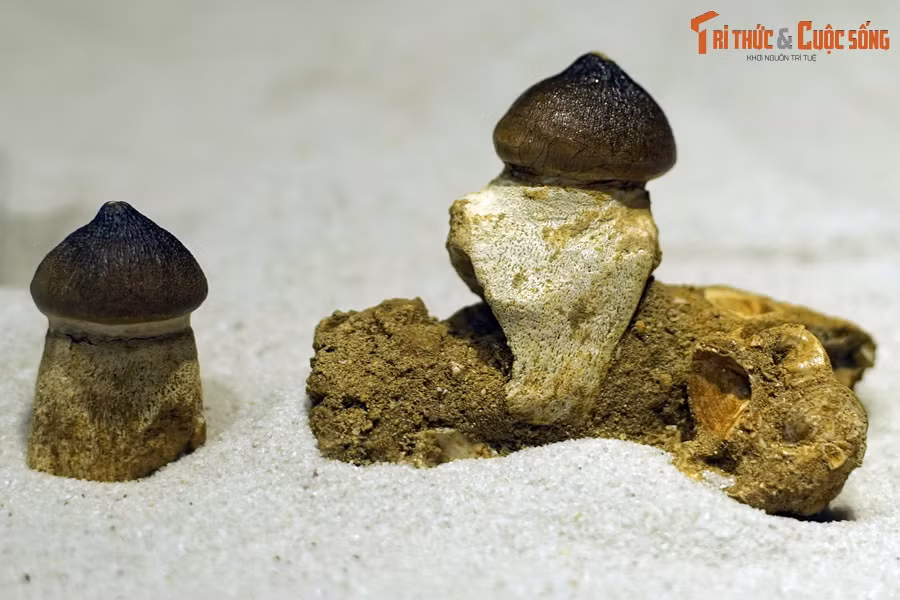 Hóa thạch răng thương long Globidens phosphaticus, kỷ Cretaceous muộn, 100-66 triệu năm trước, tìm thấy tại Oued Zem, Morocco.