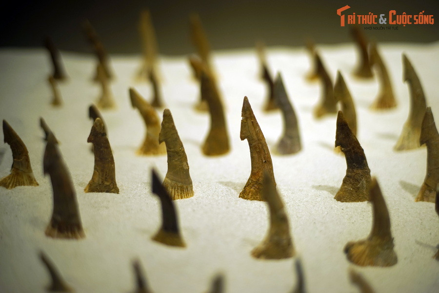 Hóa thạch răng cá đao Onchopristis, kỷ Cretaceous, 145-66 triệu năm trước, tìm thấy tại Bắc Phi và New Zealand.