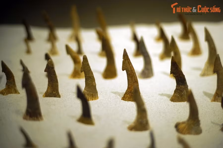 Hóa thạch răng cá đao Onchopristis, kỷ Cretaceous, 145-66 triệu năm trước, tìm thấy tại Bắc Phi và New Zealand.