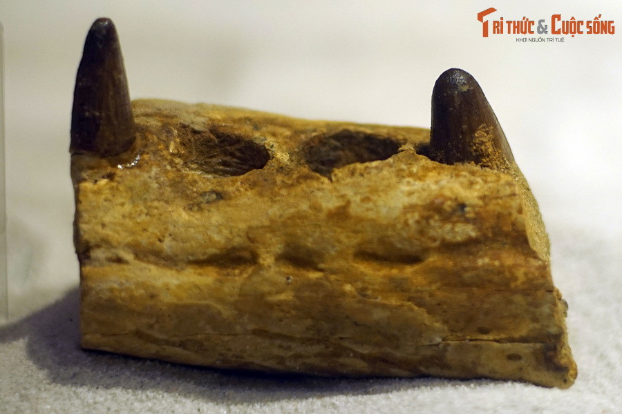 Hóa thạch hàm cá sấu Elosuchus, kỷ Cretaceous muộn, 100-66 triệu năm trước, tìm thấy tại Errachidia, Morocco.