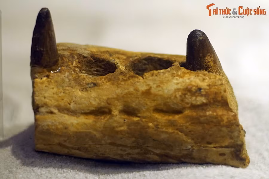 Hóa thạch hàm cá sấu Elosuchus, kỷ Cretaceous muộn, 100-66 triệu năm trước, tìm thấy tại Errachidia, Morocco.