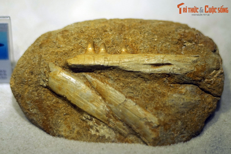 Hóa thạch hàm thương long Halisaurus, kỷ Cretaceous muộn, 100-66 triệu năm trước, tìm thấy tại Khouribga, Morocco.