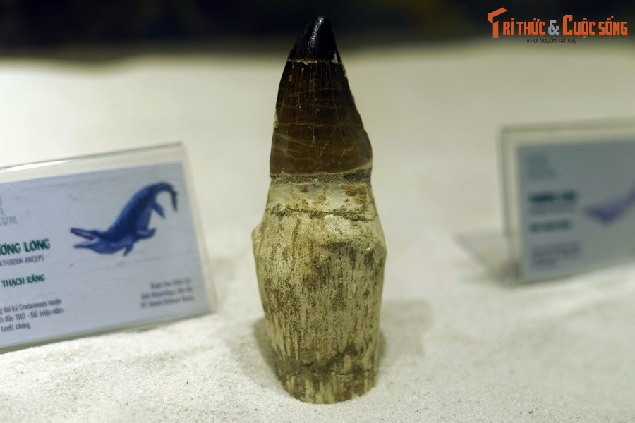 Hóa thạch răng thương long Prognathodon anceps, kỷ Cretaceous muộn, 100-66 triệu năm trước, tìm thấy tại Khouribga, Morocco.