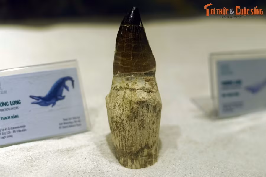 Hóa thạch răng thương long Prognathodon anceps, kỷ Cretaceous muộn, 100-66 triệu năm trước, tìm thấy tại Khouribga, Morocco.