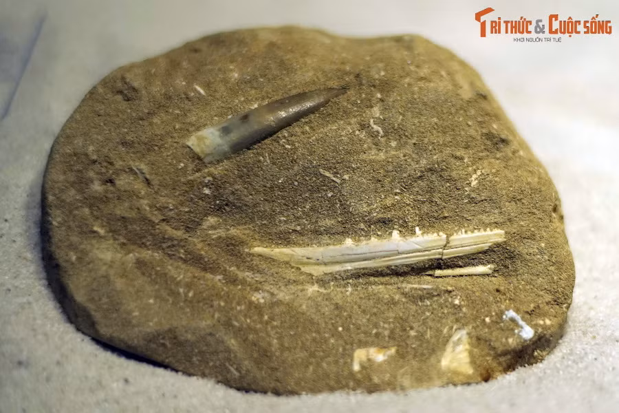 Hóa thạch răng thằn lằn bơi Zarafasaura oceanis, kỷ Cretaceous muộn, 100-66 triệu năm trước, tìm thấy tại Khouribga, Morocco.