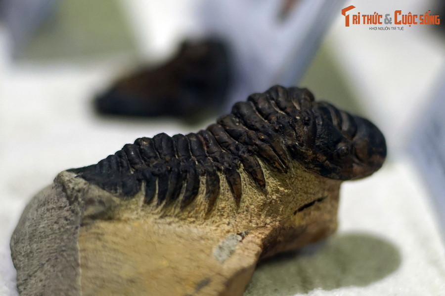 Đây là một trong những nhóm động vật chân khớp cổ nhất, với hóa thạch lâu đời nhất được ghi nhận có niên đại từ kỷ Cambri (521 triệu năm trước). Ảnh: Hóa thạch bọ ba thùy Crotalocephalina gibbus, tuổi Devon, khoảng 419-359 triệu năm trước.