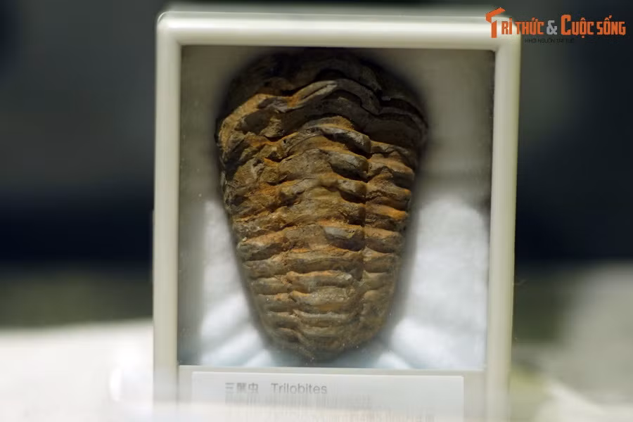 Đây là mẫu hóa thạch bọ ba thùy Flexicalymene ouzregui, kỷ Ordovic (khoảng 488-443 triệu năm trước), thu thập ở Nam Alnif, Morocco, nằm trong bộ sưu tập của Bảo tàng Hóa thạch Hà Nội. Bọ ba thuỳ là nhóm động vật Chân khớp sống ở biển trong đại Cổ sinh, cách đây 541-254 triệu năm. Ảnh: .