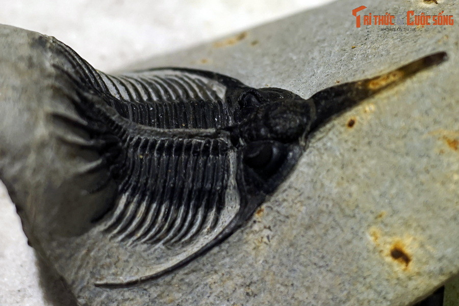 Thuộc ngành Chân khớp (Arthropoda), cơ thể bọ ba thuỳ có nhiều đốt và khớp linh động với lớp giáp kitin cứng dày bao phủ. Ảnh: Hóa thạch bọ ba thùy thuộc chi Psychopyge, tuổi Devon giữa, 419-393 triệu năm trước.