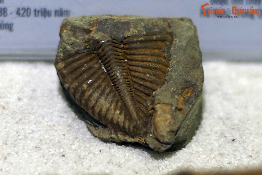 Đến kỷ Devon, phần lớn bọ ba thùy biến mất sau một cuộc đại tuyệt chủng. Chúng tuyệt diệt hoàn toàn trong một cuộc đại tuyệt chủng cuối kỷ Permi (khoảng 252 triệu năm trước). Ảnh: Hóa thạch bọ ba thùy Coronocephalus jastrowi, tuổi Silurian, cách đây 438-420 triệu năm.