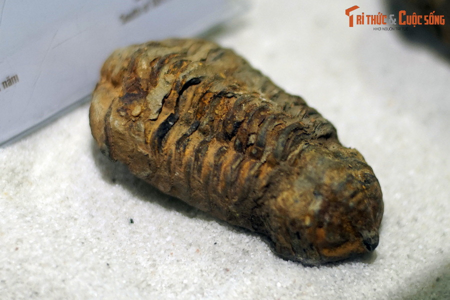 Theo thống kê, khoảng 1.500 loài bọ ba thuỳ đã được ghi nhận. Hóa thạch của chúng được tìm thấy trên khắp bề mặt Trái đất, gồm cả ở lãnh thổ Việt Nam. Ảnh: Hóa thạch bọ ba thùy Flexicalymene ouzregui, tuổi Ordovic muộn, cách đây khoảng 456-444 triệu năm.