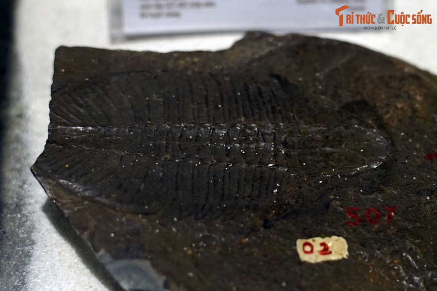 Hai rãnh sâu chia cơ thể ra thành ba thùy: thùy dọc, thùy giữa và thùy bên. Từ đặc điểm ngoại hình đặc trưng này, chúng có tên là bọ ba thuỳ (trilobite). Ảnh: Hóa thạch bọ ba thùy Ogygopsis klotzi, tuổi Cambri giữa, cách đây 521-497 triệu năm.