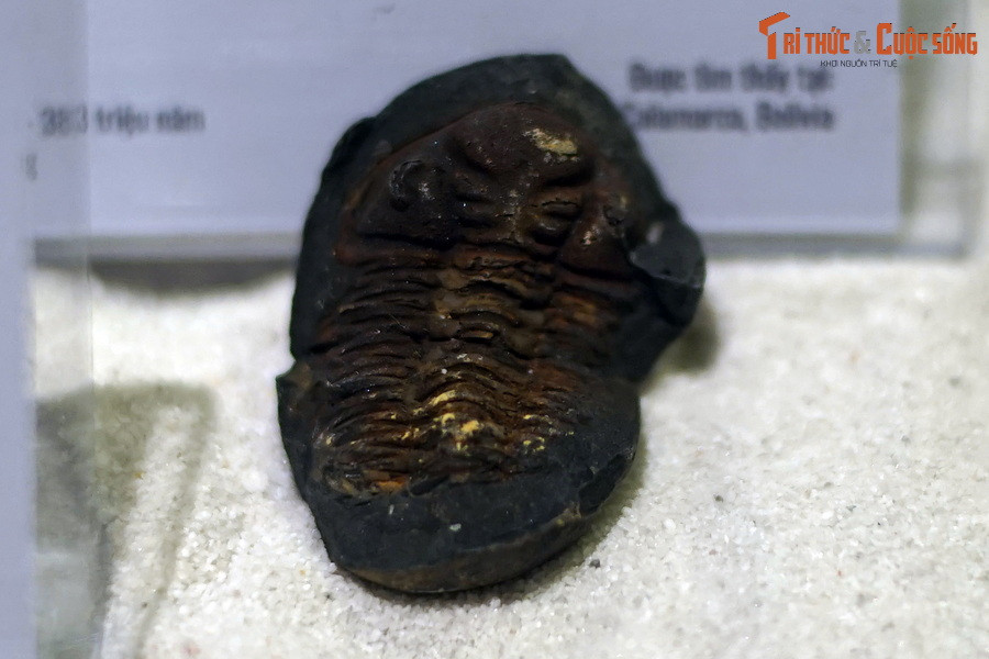 Sinh sống xuyên suốt nhiều kỷ trong lịch sử Trái đất, chúng từng là cư dân đông đảo dưới đáy đại dương cổ đại trong hàng trăm triệu năm. Ảnh: Hóa thạch bọ ba thùy Metacryphaeus venustus, tuổi Devon giữa, khoảng 393-383 triệu năm trước.