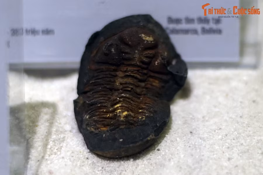 Sinh sống xuyên suốt nhiều kỷ trong lịch sử Trái đất, chúng từng là cư dân đông đảo dưới đáy đại dương cổ đại trong hàng trăm triệu năm. Ảnh: Hóa thạch bọ ba thùy Metacryphaeus venustus, tuổi Devon giữa, khoảng 393-383 triệu năm trước.