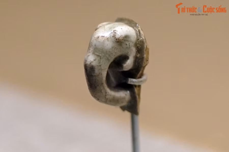 Đầu tượng voi thời Lý. Trong giáo lý nhà Phật, voi tượng trưng cho chân lý, trí tuệ và sự kiên định. Đức Phật được cho là đã đầu thai dưới dạng voi trắng trong giấc mơ của Hoàng hậu Maya.