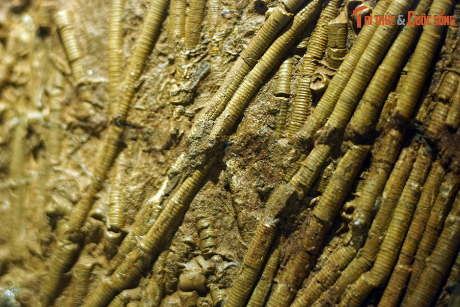 Tên gọi Crinoidea của huệ biển có nguồn gốc từ “krinon”, trong tiếng Hy Lạp có nghĩa là “hoa huệ”. Ảnh: Hóa thạch huệ biển phát hiện tại Erfoud, Morocco, tuổi Silur (443,8 triệu năm trước).