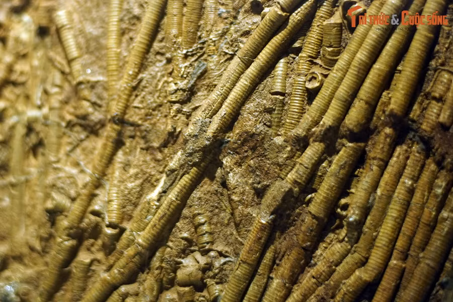 Tên gọi Crinoidea của huệ biển có nguồn gốc từ “krinon”, trong tiếng Hy Lạp có nghĩa là “hoa huệ”. Ảnh: Hóa thạch huệ biển phát hiện tại Erfoud, Morocco, tuổi Silur (443,8 triệu năm trước).