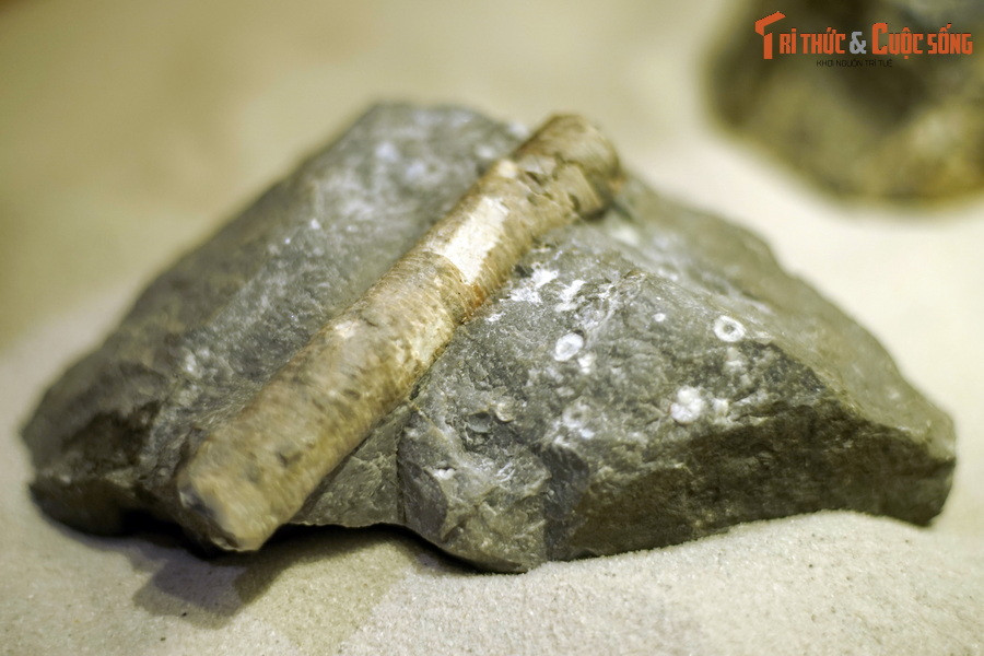 Đây là một mẫu hóa thạch huệ biển - "vật chứng của người ngoài hành tinh" sống ở kỷ Permi (cách đây khoảng 299-252 triệu năm), tìm thấy tại Hà Giang, thuộc bộ sưu tập của Bảo tàng Hóa thạch Hà Nội. Huệ biển (Crinoidea) là nhóm động vật xuất hiện vào kỷ Ordovic cách đây 488 triệu năm và phát triển mạnh trong đại Cổ sinh.