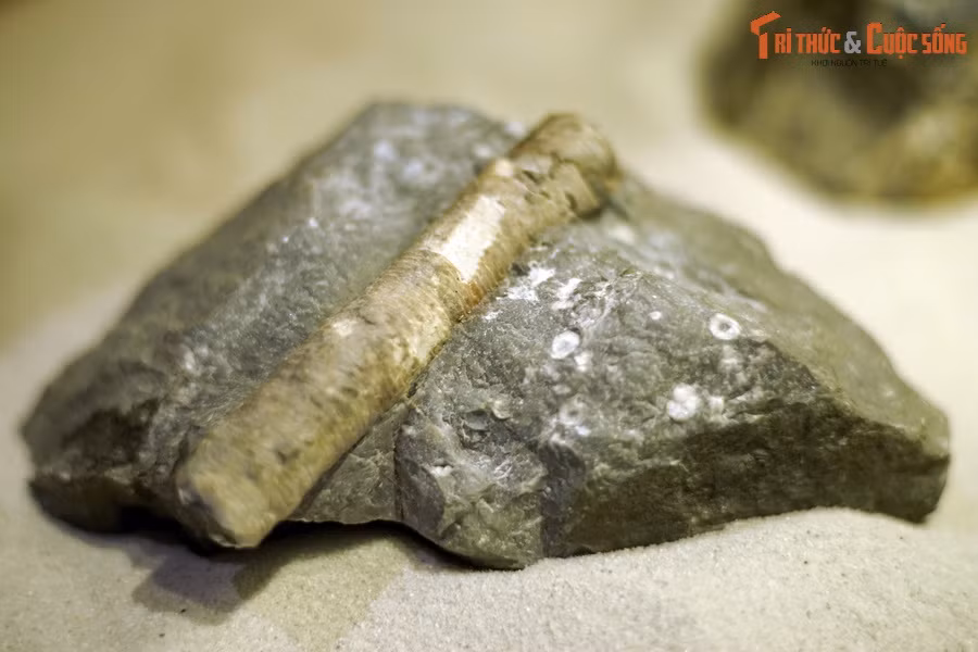 Đây là một mẫu hóa thạch huệ biển - "vật chứng của người ngoài hành tinh" sống ở kỷ Permi (cách đây khoảng 299-252 triệu năm), tìm thấy tại Hà Giang, thuộc bộ sưu tập của Bảo tàng Hóa thạch Hà Nội. Huệ biển (Crinoidea) là nhóm động vật xuất hiện vào kỷ Ordovic cách đây 488 triệu năm và phát triển mạnh trong đại Cổ sinh.